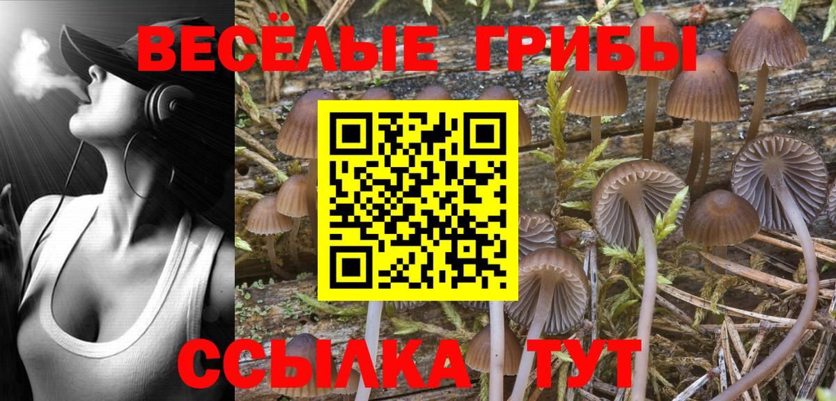 Псилоцибиновые грибы Cubensis Богданович